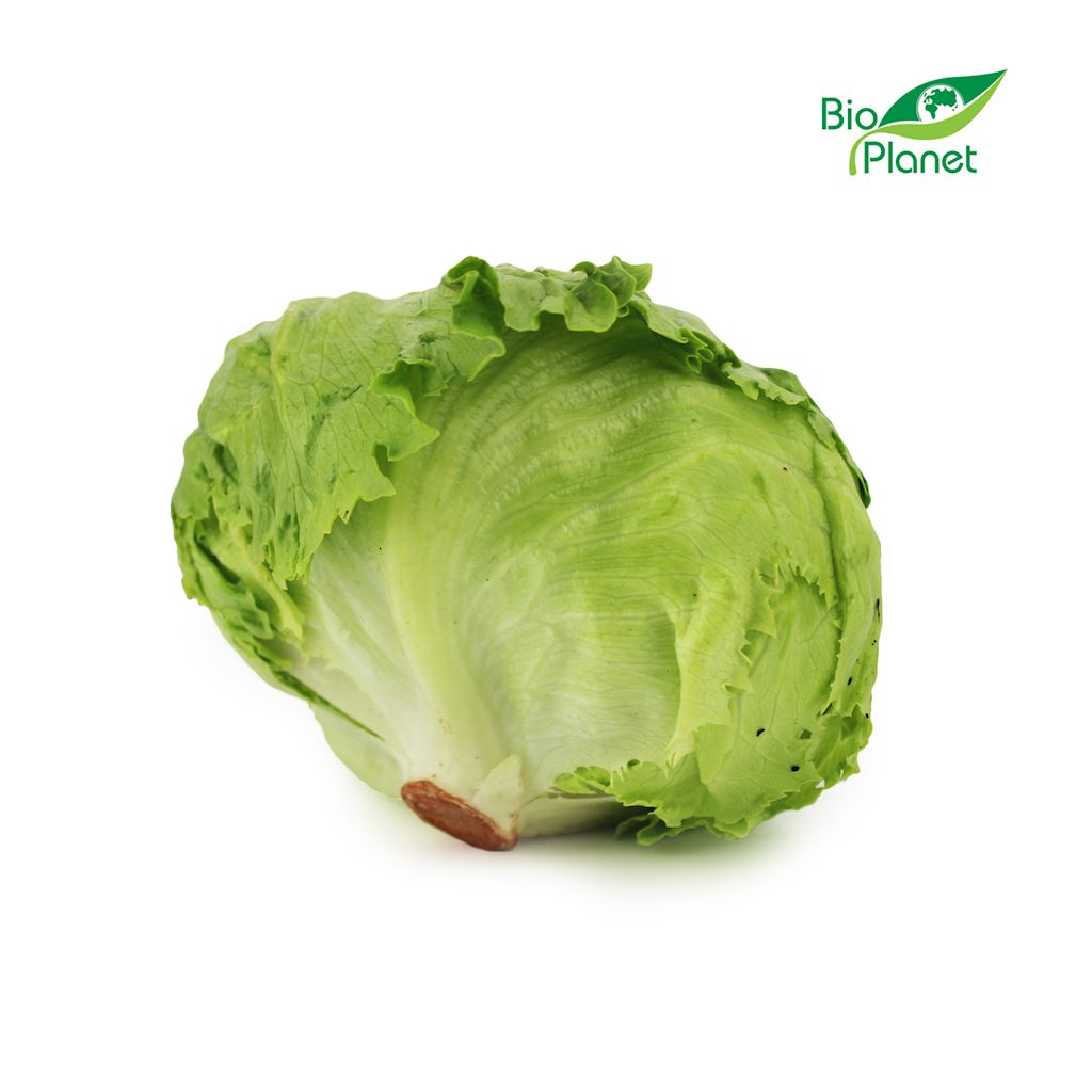 OPAKOWANIE ZBIORCZE (szt) – SAŁATA LODOWA ŚWIEŻA BIO (około 10 sztuk)