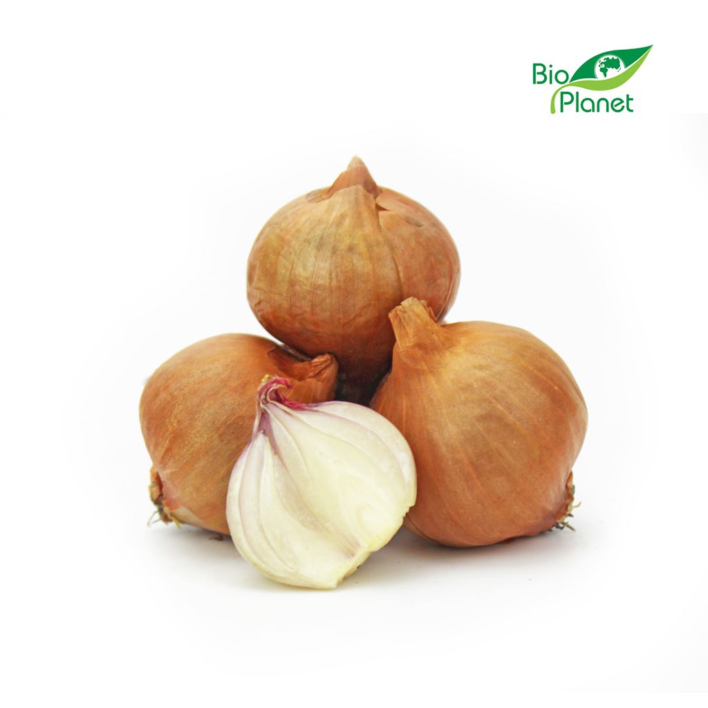 CEBULA SZALOTKA ŚWIEŻA BIO (około 0,50 kg)