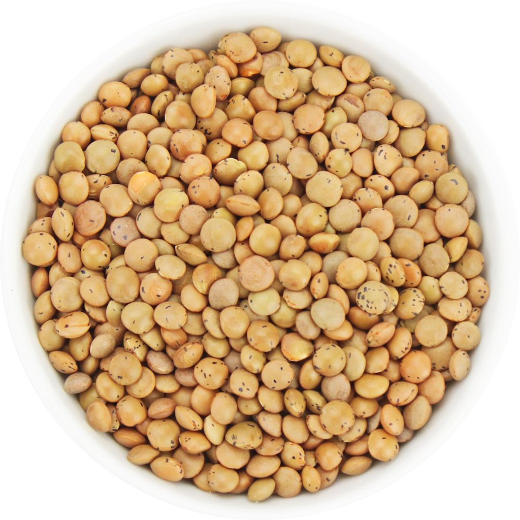 SOCZEWICA BRĄZOWA BIO (SUROWIEC) (25 kg)