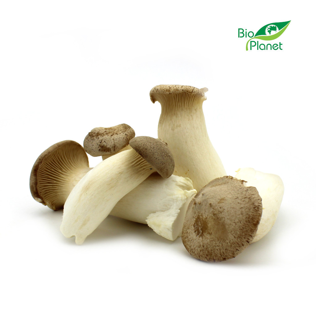 OPAKOWANIE ZBIORCZE (kg) – GRZYBY ERYNGII (BOROWIK STEPOWY) ŚWIEŻE BIO (POLSKA) (około 1 kg)