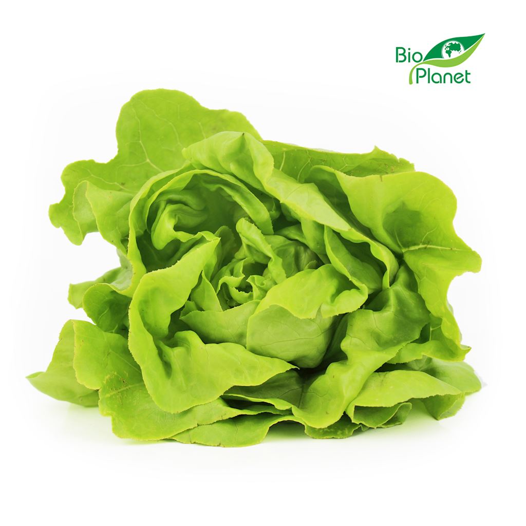 OPAKOWANIE ZBIORCZE (szt) – SAŁATA MASŁOWA ŚWIEŻA BIO (POLSKA) (około 8 sztuk)