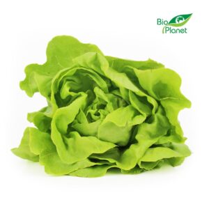 SAŁATA MASŁOWA ŚWIEŻA BIO (POLSKA) (około 0,12 kg)