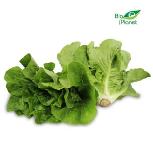 SAŁATA RZYMSKA MINI ŚWIEŻA BIO (POLSKA) (około 0,20 kg)